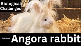 Angora rabbit [upl. by Alliscirp]