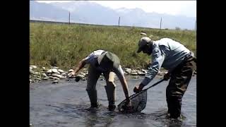 Fly Fishing Montana  Beaverhead Ruby Big Hole and Madison Rivers [upl. by Shear76]