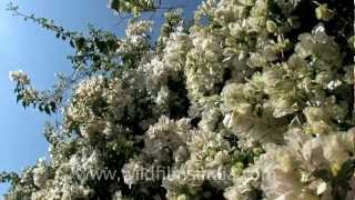 Bunches of bougainvillea flowers in Aizawl Mizoram [upl. by Earla201]