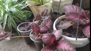 How to propagate Episcia Plant [upl. by Kriss]