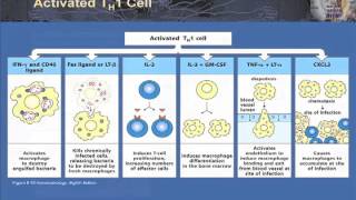 T Cell Activation and Control [upl. by Birdt279]