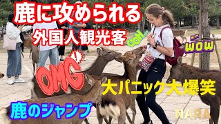 【鹿のジャンプ】初めて見る鹿の上をジャンプ👍鹿に攻められる外国人観光客🫎大パニック大爆笑🤣奈良公園🫎 [upl. by Ramor]