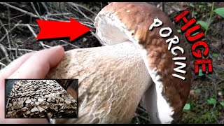 KING BOLETE MUSHROOM HUNTING 2019  HOW TO FIND PORCINI  TIPS amp SECRETSPART 2 [upl. by Nirmak179]