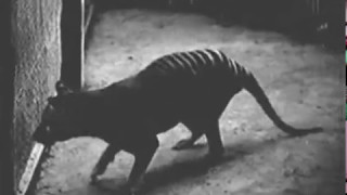 Collection of all known footage of Thylacines at Hobart Zoo Tasmania as of May 2017 [upl. by Delmer]