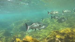 Snorkeling Port Noarlunga 2024 [upl. by Sumaes177]