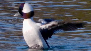 Bufflehead ducks diving swimming flying [upl. by Phaidra382]