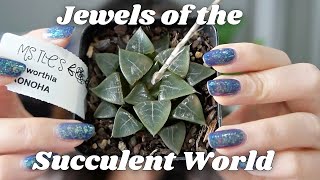 Haworthia Collection Video  8 Haworthia Hybrids  Window Haworthia Care Tips [upl. by Ecadnarb]