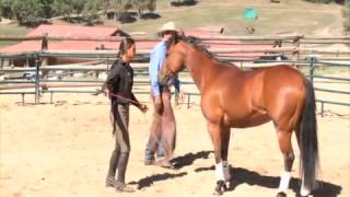 Parelli Liberty Horse Training  Four Savvys DVD Excerpt [upl. by Henrik]