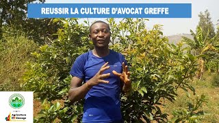 Comment Réussir un Champ dAvocatier Greffés au Cameroun  par kana Évariste [upl. by Sherborne]