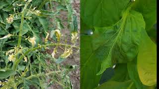 Diagnosing plant problems on vegetable farms [upl. by Barth581]