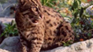 FISHING CAT Species Spotlight  Big Cat TV [upl. by Travus31]