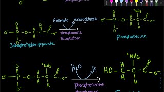 Serine Synthesis  Biochemistry [upl. by Uhile]