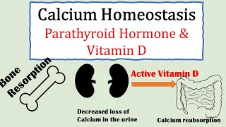 Calcium homeostasis Parathyroid hormone and Vitamin D [upl. by Elspet943]