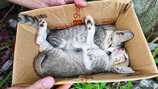 LTT Animal  Abandoned Kittens Found Unbelievable Roadside Rescue 🐱 [upl. by Sedgewake]