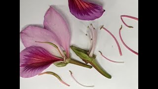 Identifying Parts of a Flower Dissecting [upl. by Eiruam17]