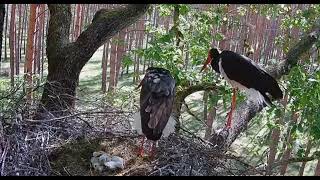 Bolewice PL Chasing away a foreign black stork 20240512 [upl. by Efren]