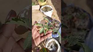 How to use eggshells in gardening eggshells [upl. by Voletta]