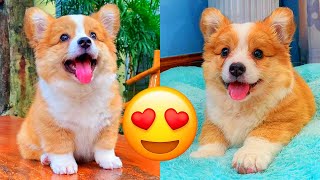 Corgi — Adorable And Hilarious Videos And Tik Toks Compilation [upl. by Ximenez]