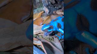 Dart Frog Hunting🐸🪰poisondartfrog dartfrog frog frogs amphibian animals fyp [upl. by Lleraj620]