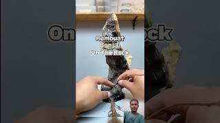 Membuat bonsai OTR bonsai bonsaiindonesia bonsaipemula bonsaisancang bonsaiserut shorts [upl. by Adnirod]