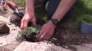 Softening the Look of a Stone Walkway [upl. by Merkley]