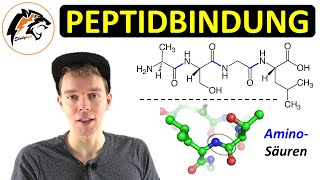 Peptide amp Peptidbindung Aminosäuren  Chemie Tutorial [upl. by Atnom]