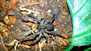 Wolf Spider Feeding Video Beautiful HD [upl. by Frulla]