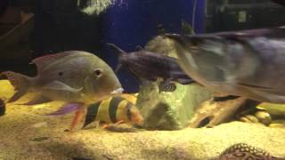 Ageneiosus marmoratus and other Monster Fish [upl. by Jarred]