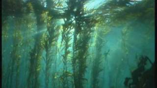 Dive the Giant Kelp Forest Tasmania Australia [upl. by Clair]