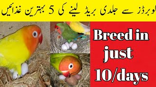 lovebirds best breeding softfood for winter season  best breeding formula [upl. by Tatiania]