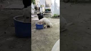 Labour dog Viral video Youtubeshort short video viral [upl. by Addi]