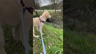 Baileys afternoon walk goldenretreiver puppy goldenretriever cute [upl. by Oznola960]