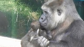 Mamas del Zoo Aquarium de Madrid  Tribute to moms of the Zoo at Madrid [upl. by Boyden]