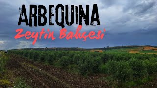 Arbequina zeytin bahçesiarbequina zeytin [upl. by Neerahs]