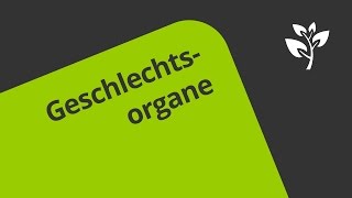 Geschlechtsorgane des Mannes  Überblick  Biologie  Humanbiologie [upl. by Cilurzo]