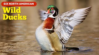 Six Wild Ducks of North America [upl. by Stauder]