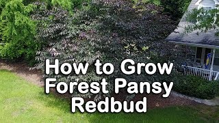 How to grow Forest Pansy Redbud Purple Foliage  Pink Flowering [upl. by Enaols238]