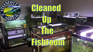 Finally Clean For Now 🐠 Snails 🐠 Golden Dwarf Cichlid 🐠 A Day in the Fishroom 🐠 [upl. by Hump]