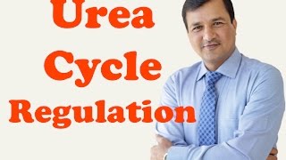 Urea Cycle Regulation [upl. by Osicnarf26]