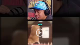 Cat piano meme Mandela effect 😱 jumpersjump podcast mystery [upl. by Hsoj934]