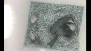 House wren attacks Chickadee nest box with chicks [upl. by Becca]