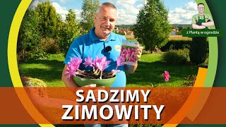 Jak sadzić zimowity  Z PLANTĄ W OGRODZIE [upl. by Martz580]