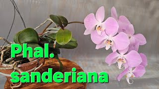 Phalaenopsis sanderiana 호접란 산데리아나 [upl. by Eilzel]