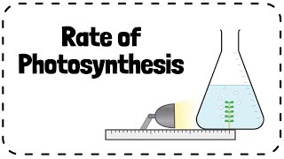 Investigating Rate of Photosynthesis Pondweed Required Practical  GCSE Biology Revision [upl. by Xylina770]