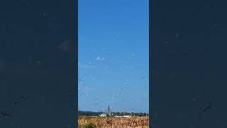 The Mysterious Dust Devil in an Indiana Cornfield [upl. by Natie]