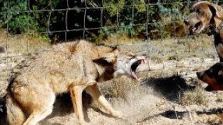 Coyotes attack the farm dogs They get me now [upl. by Aber]