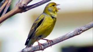 ♫ Canario Silvestre  Serinus Canaria  Canary Wild ஜ [upl. by Aramahs]