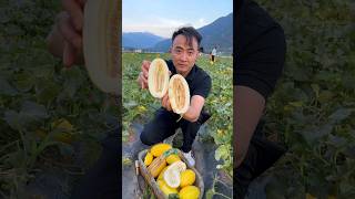 Old variety cantaloupe farming natural harvesting agriculture [upl. by Adnicul]