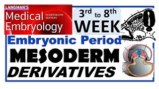 Langman Chapter06PartII  MESODERM Derivatives  Embryonic Period 3rd to 8th Week [upl. by Cohbath]