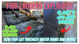 Fish Ladders Explained How fish get over Dams That are too High [upl. by Anoyet]